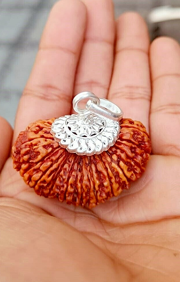 21 Mukhi Rudraksha Sacred Bead Rare- Certified A++ --IGL Lab Certified 21 Mukhi Rudraksha Sacred Bead Rare- Certified A++ --IGL Lab Certified