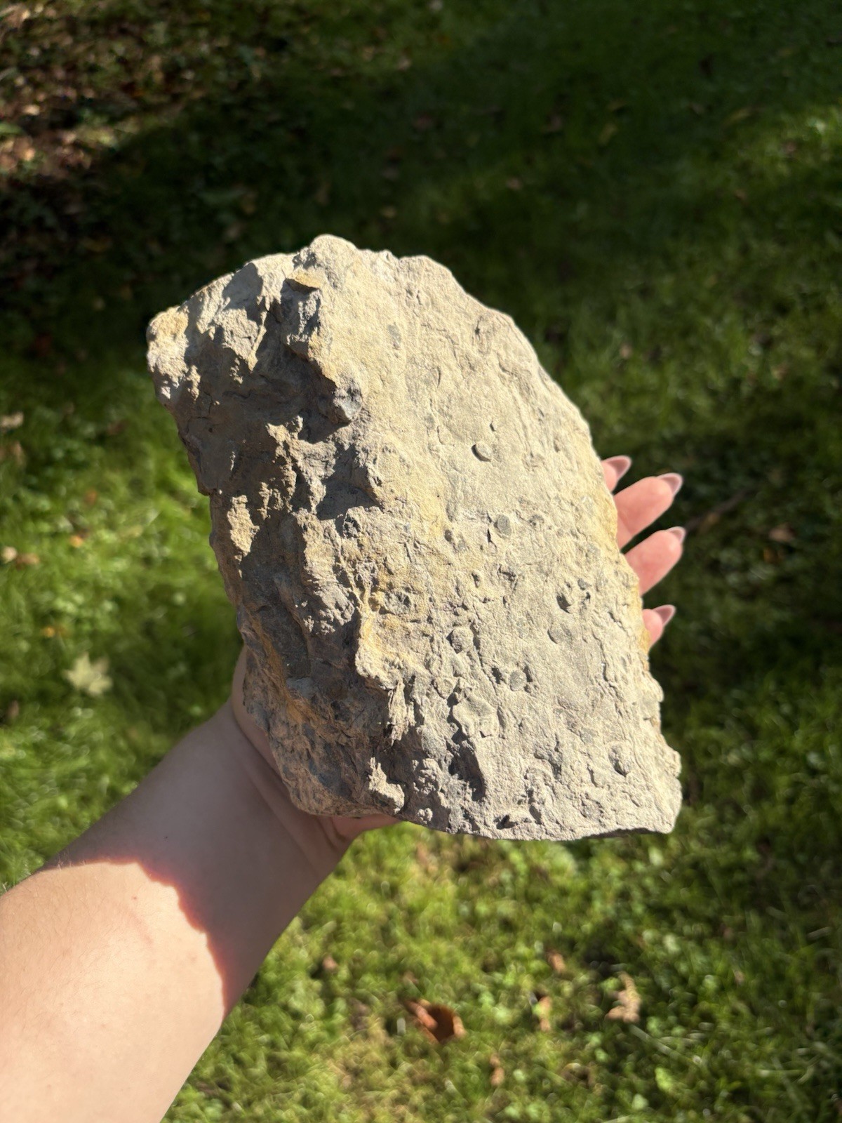 Natural Stigmaria Fossil Root Specimen- Large 6” Stigmaria Fossilized Tree Root Natural Stigmaria Fossil Root Specimen- Large 6” Stigmaria Fossilized Tree Root