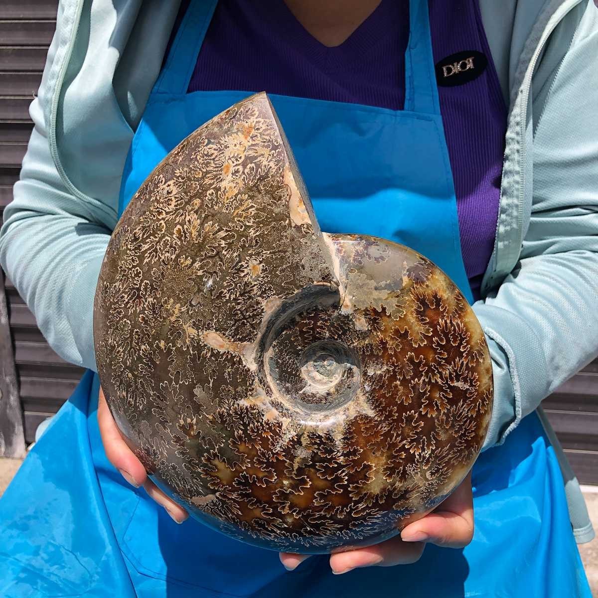 5.85 LB Natural Ammonite Fossil Specimen Home Table Decor Healing Stone 6818 5.85 LB Natural Ammonite Fossil Specimen Home Table Decor Healing Stone 6818
