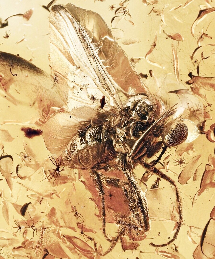 Baltic Amber Fly Inclusion and 4x Magnifying Case includes COA Baltic Amber Fly Inclusion and 4x Magnifying Case includes COA