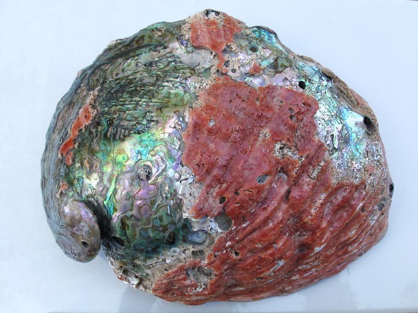 Extra large museum quility Red Abalone Shell OVER 10" in prestine condition Extra large museum quility Red Abalone Shell OVER 10" in prestine condition