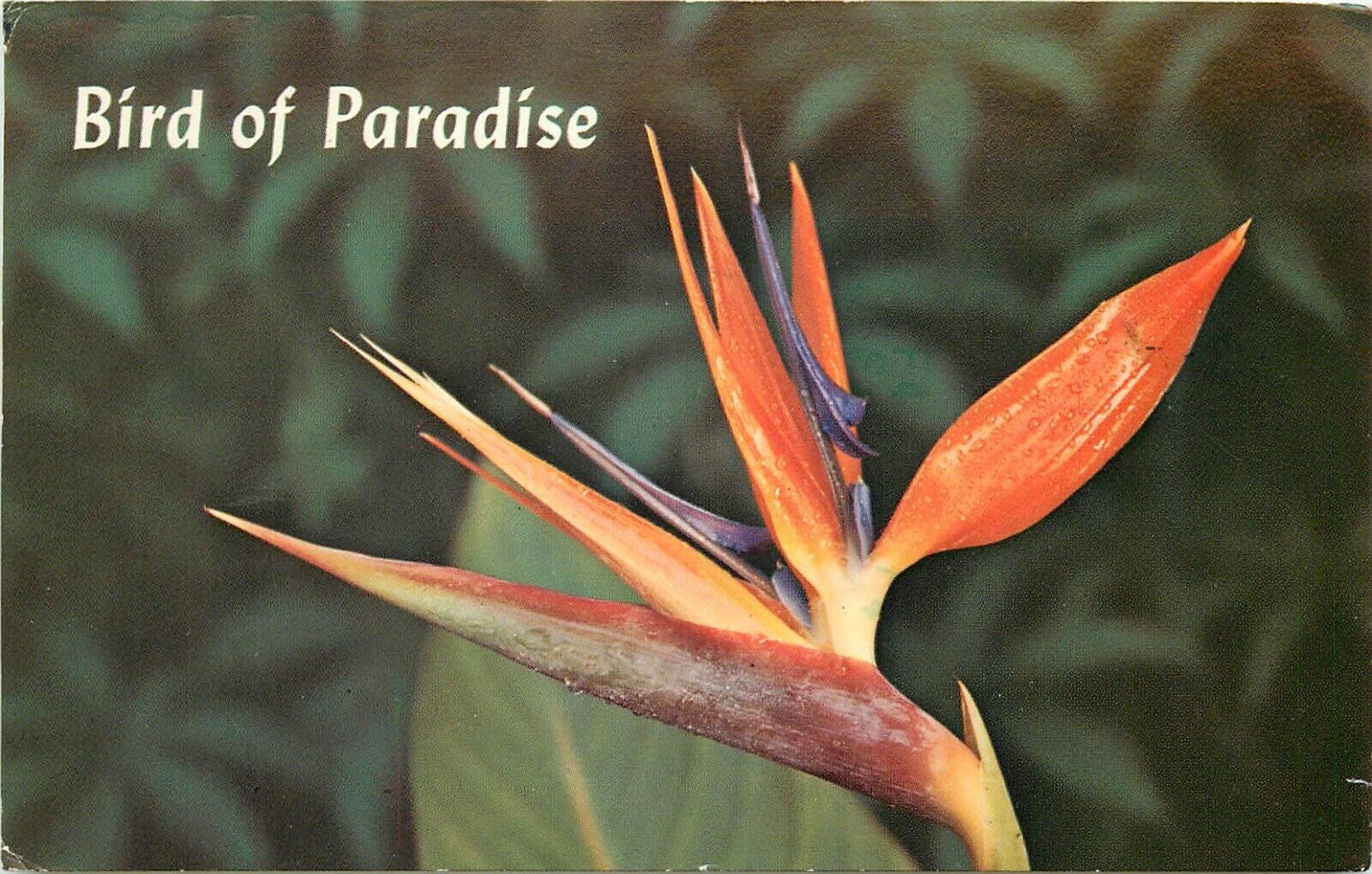 Birds of Paradise Hawaii HI pm 1978 Postcard