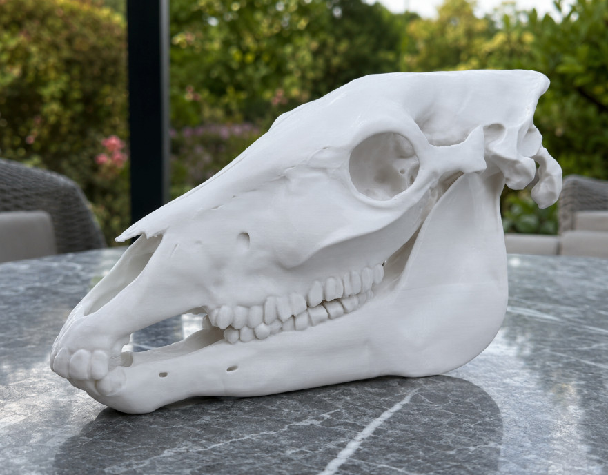 Horse Skull Replica Full Size Realistic Animal Skull Decor Horse Skull Replica Full Size Realistic Animal Skull Decor