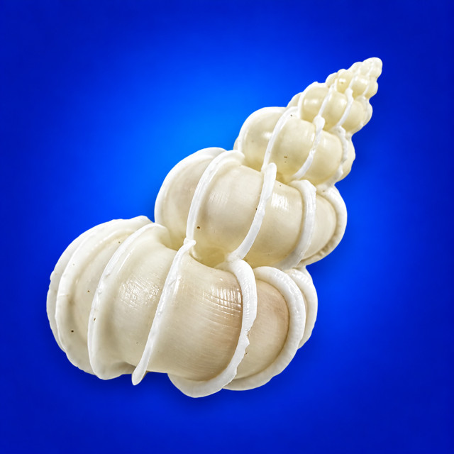 Wentletrap Shell 55.3 mm Epitonium Scalare Precious Wentletrap Wentletrap Shell 55.3 mm Epitonium Scalare Precious Wentletrap
