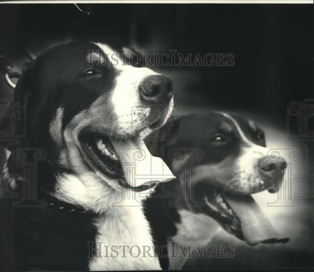 1983 Press Photo Two dogs pose smiling with tongues hanging out - nob01088 1983 Press Photo Two dogs pose smiling with tongues hanging out - nob01088