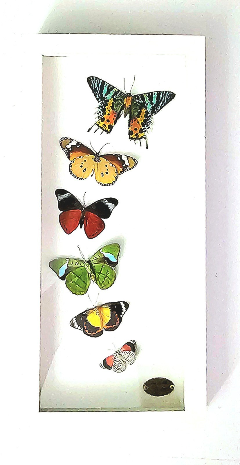 Beauty, Artist Framed Real Butterfly/Moth Specimen Display glass shadow box. Beauty, Artist Framed Real Butterfly/Moth Specimen Display glass shadow box.