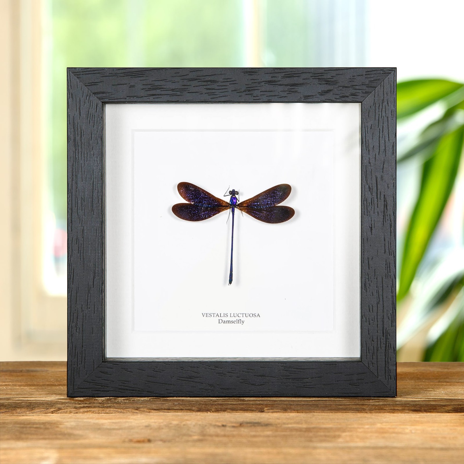 Taxidermy Damselfly in Box Frame (Vestalis luctuosa)