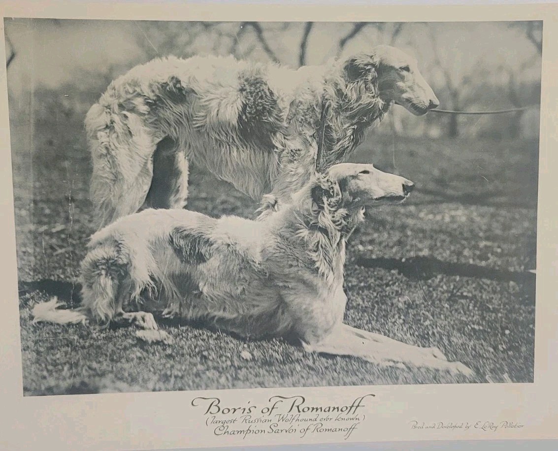 Vintage Black and White Borzoi's Bred and Developed by E. Leroy Pelletier Owner Vintage Black and White Borzoi's Bred and Developed by E. Leroy Pelletier Owner