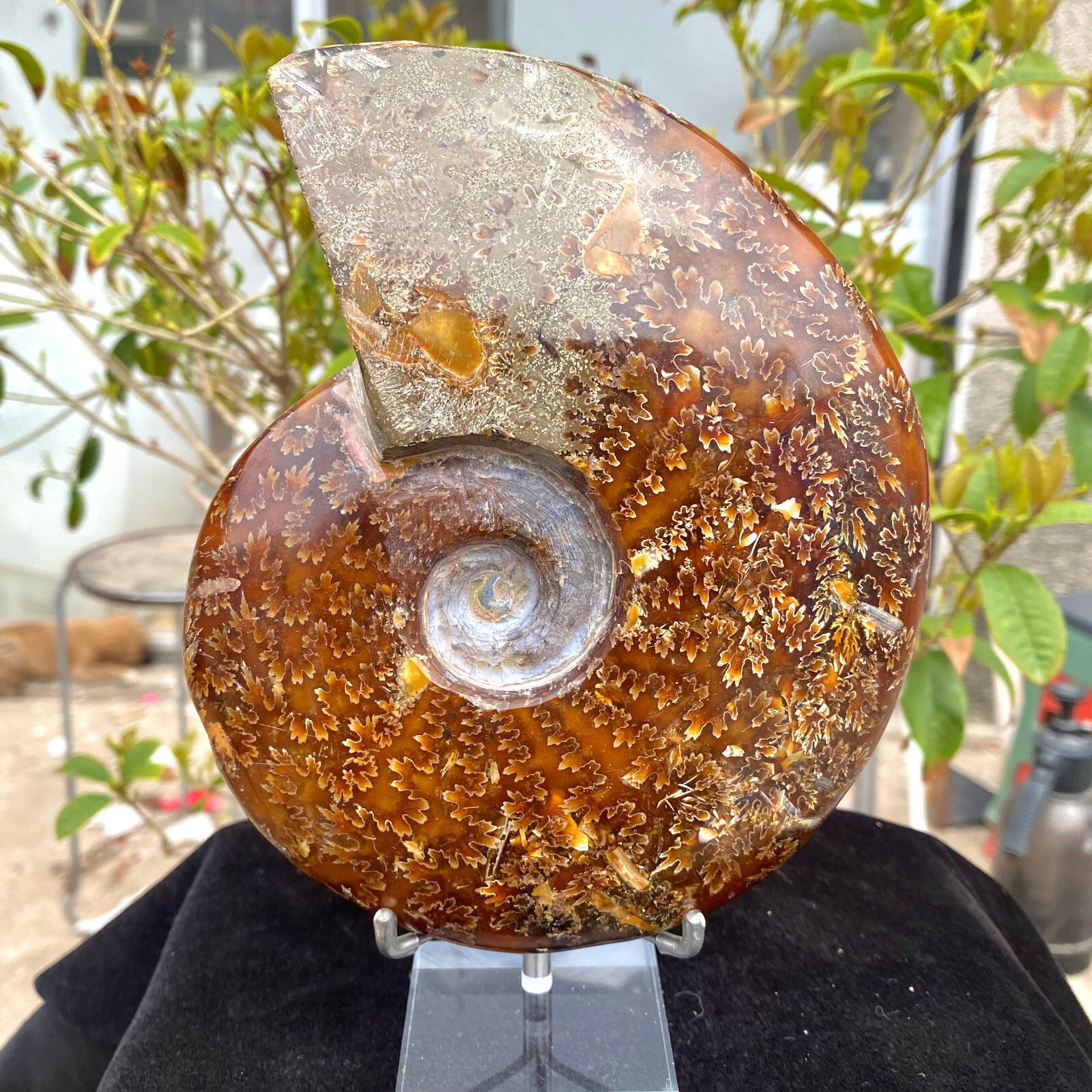 2.07LB Rare Natural Tentacle Ammonite FossilSpecimen Shell Healing Madagascar. 2.07LB Rare Natural Tentacle Ammonite FossilSpecimen Shell Healing Madagascar.