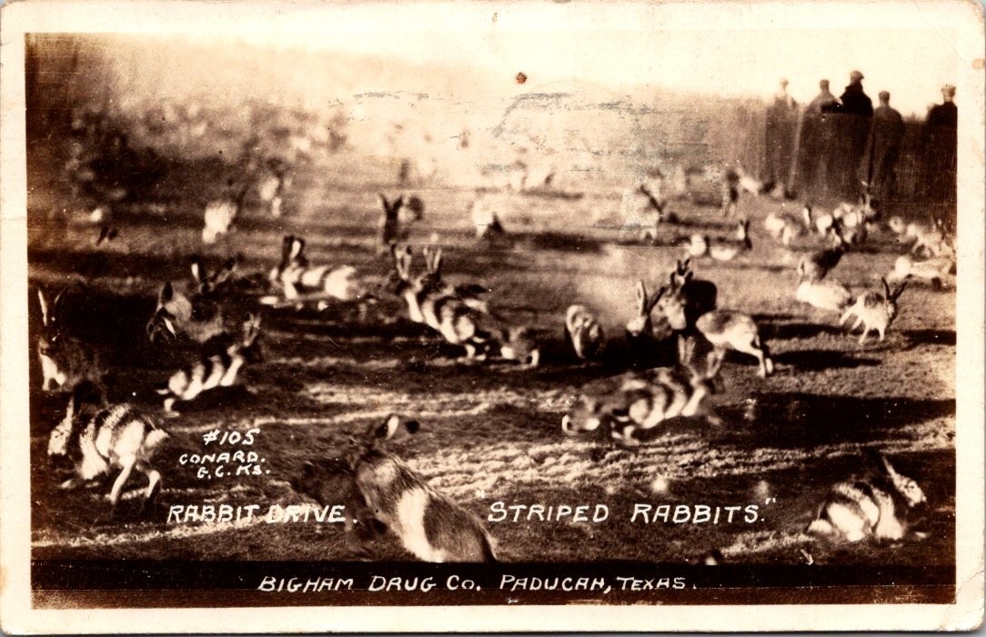 Garden City Kansas Rabbit Drive Striped Rabbits Bigham Postcard Real Photo RPPC