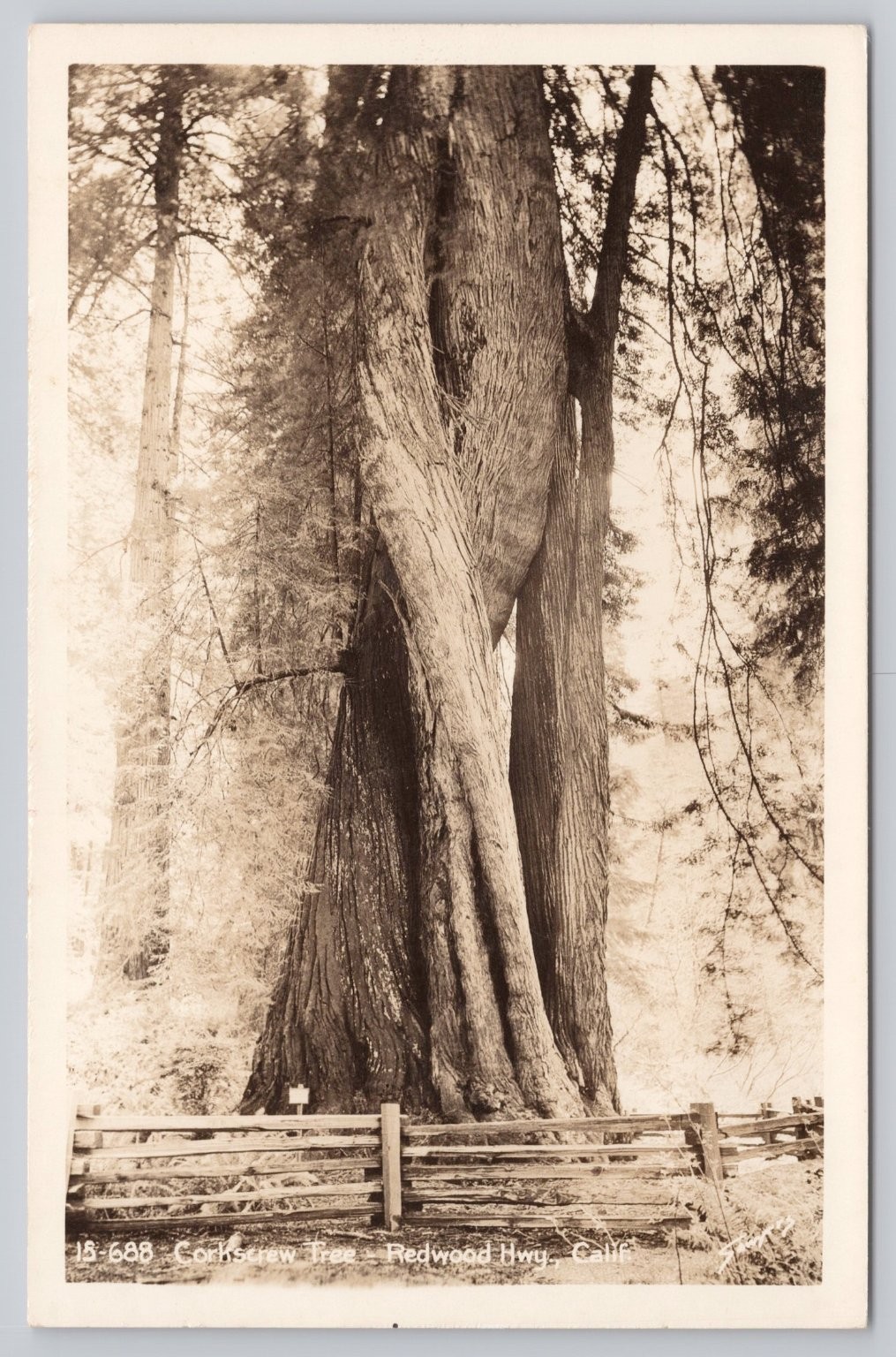 Vintage Real Photo Postcard Corkscrew Tree Redwood Hwy California Vintage Real Photo Postcard Corkscrew Tree Redwood Hwy California