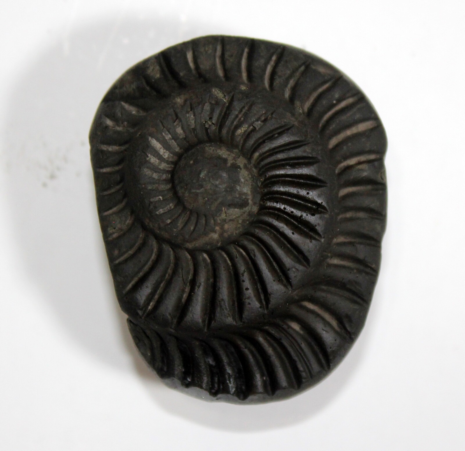 Auspicious Sudarshan Shaligram Wt-94 gram  Size 2.00 inch