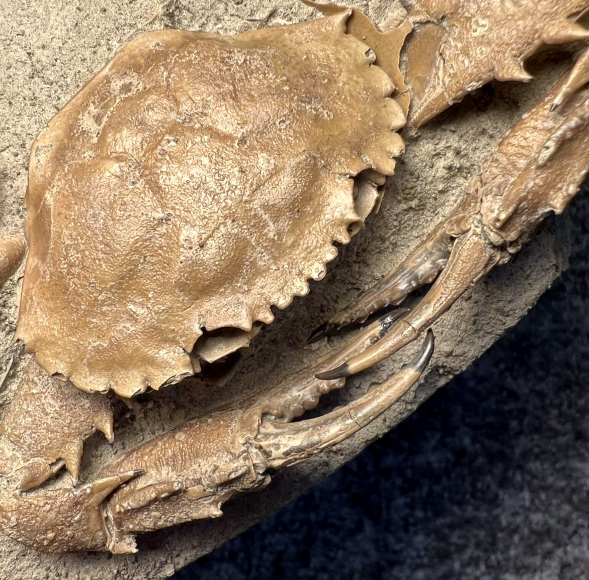 Exceptional Charybdis Fossil Crab – Complete, Highly Detailed, Indonesia ✅ Exceptional Charybdis Fossil Crab – Complete, Highly Detailed, Indonesia ✅