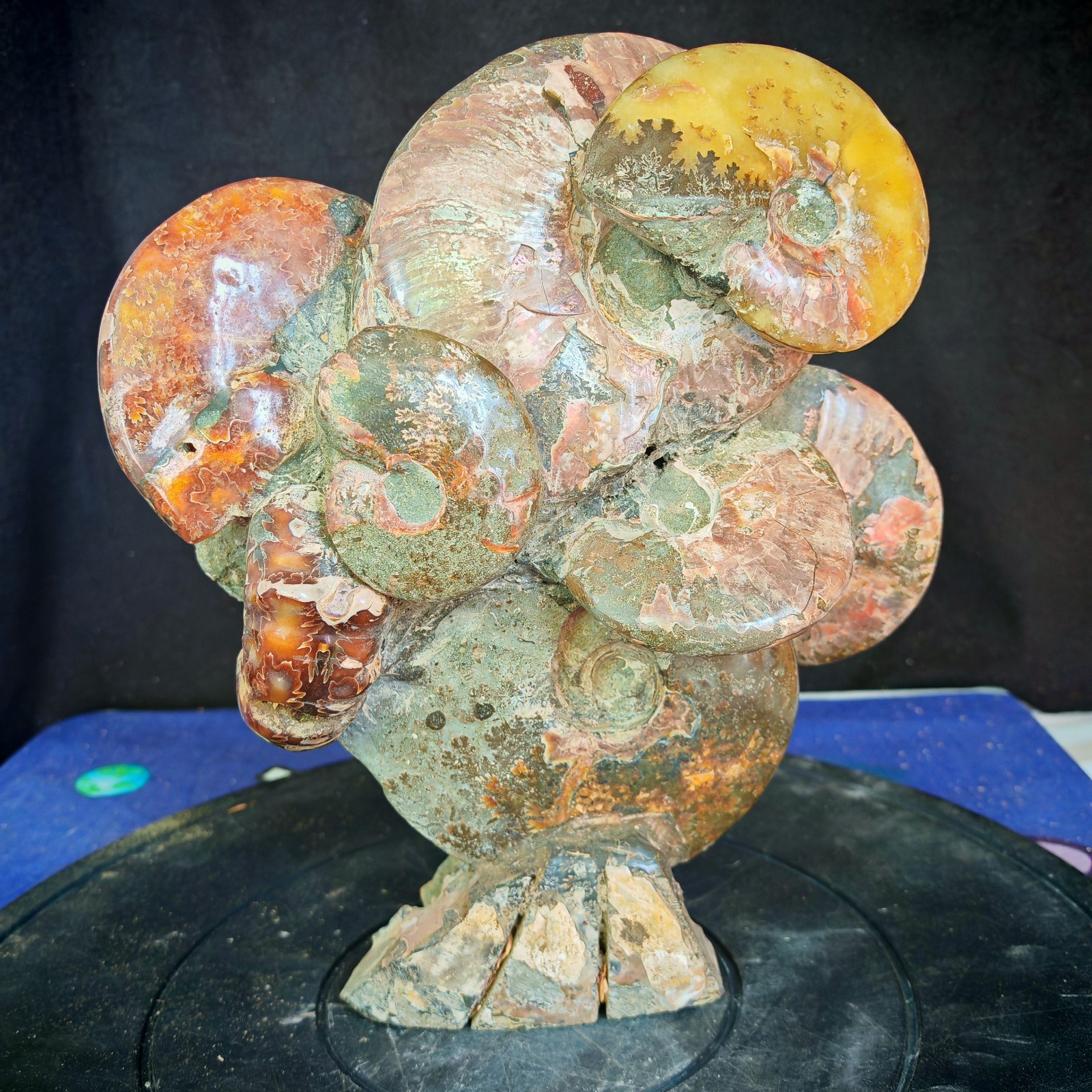 12.54LB TOP natural whole ammonite fossil conch quart quartz crystal specimen 12.54LB TOP natural whole ammonite fossil conch quart quartz crystal specimen