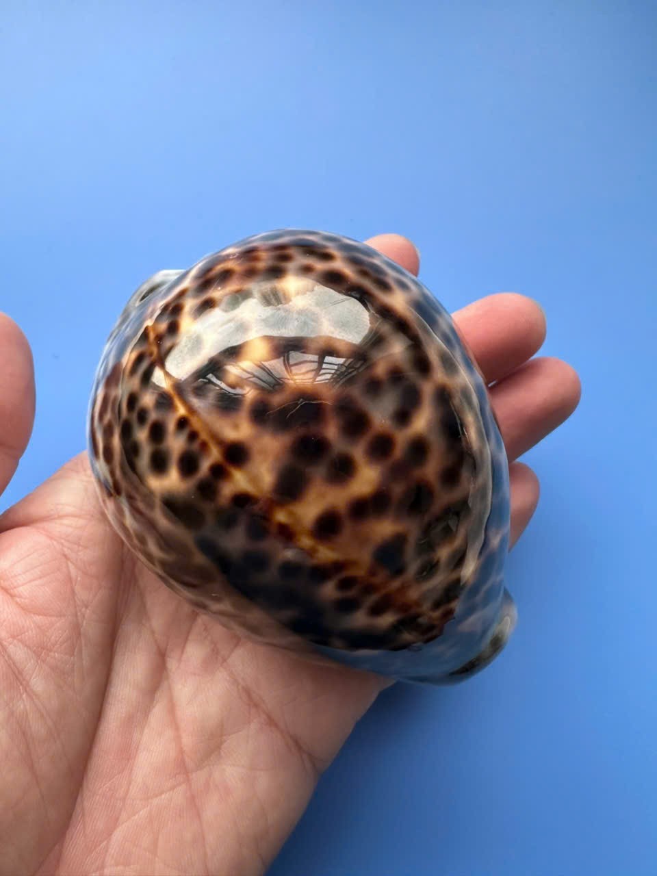 97.3mm | Cypraea Tigris | F+++ GEM| SPECIAL YELLOW color |Nice shell
