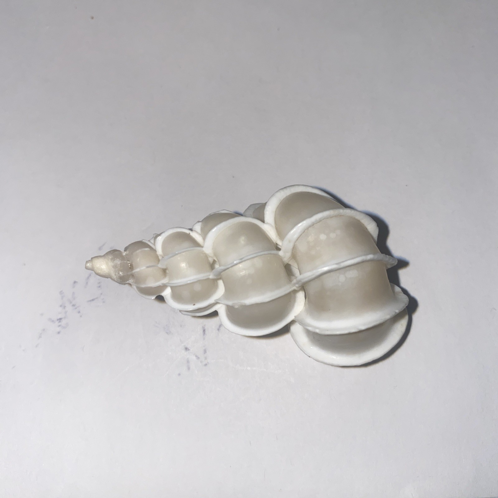 Wentletrap Shell 55mm Epitonium Scalare  Precious Wentletrap