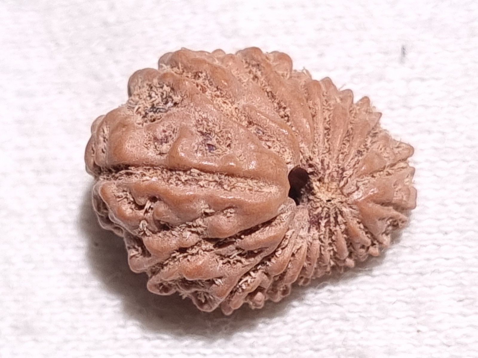Natural Indonesian EGL Certificial Java 17 Mukhi Rudraksha 0.89 Gram Natural Indonesian EGL Certificial Java 17 Mukhi Rudraksha 0.89 Gram