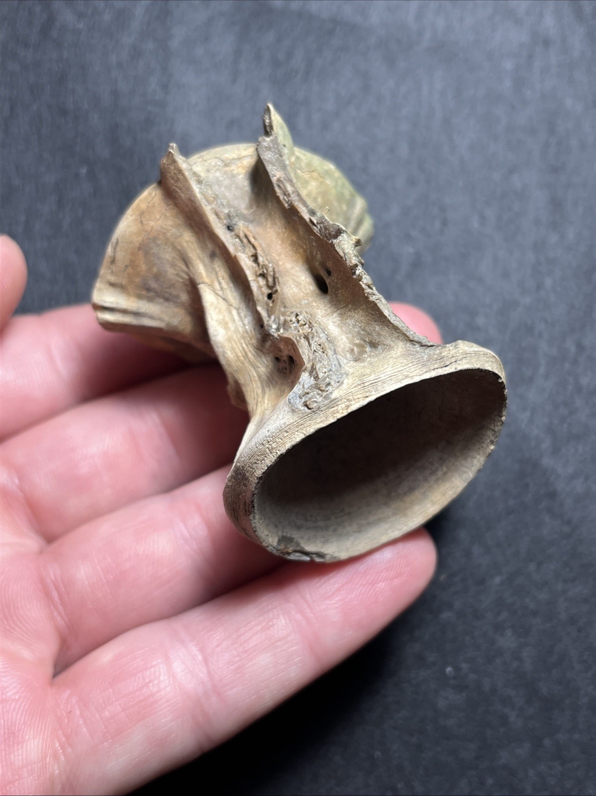 RARE MASSIVE Fossil Fish Vertebrae Charleston, SC - 1.97" x 1.84" RARE MASSIVE Fossil Fish Vertebrae Charleston, SC - 1.97" x 1.84"