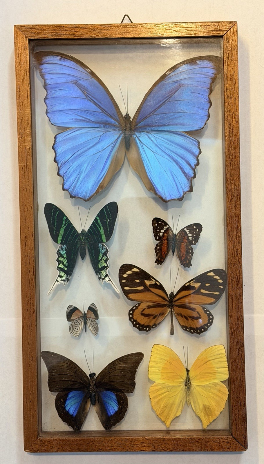 Vintage Framed Real Butterfly Collection Shadow Box Display Blue Morpho Set Of 7 Vintage Framed Real Butterfly Collection Shadow Box Display Blue Morpho Set Of 7