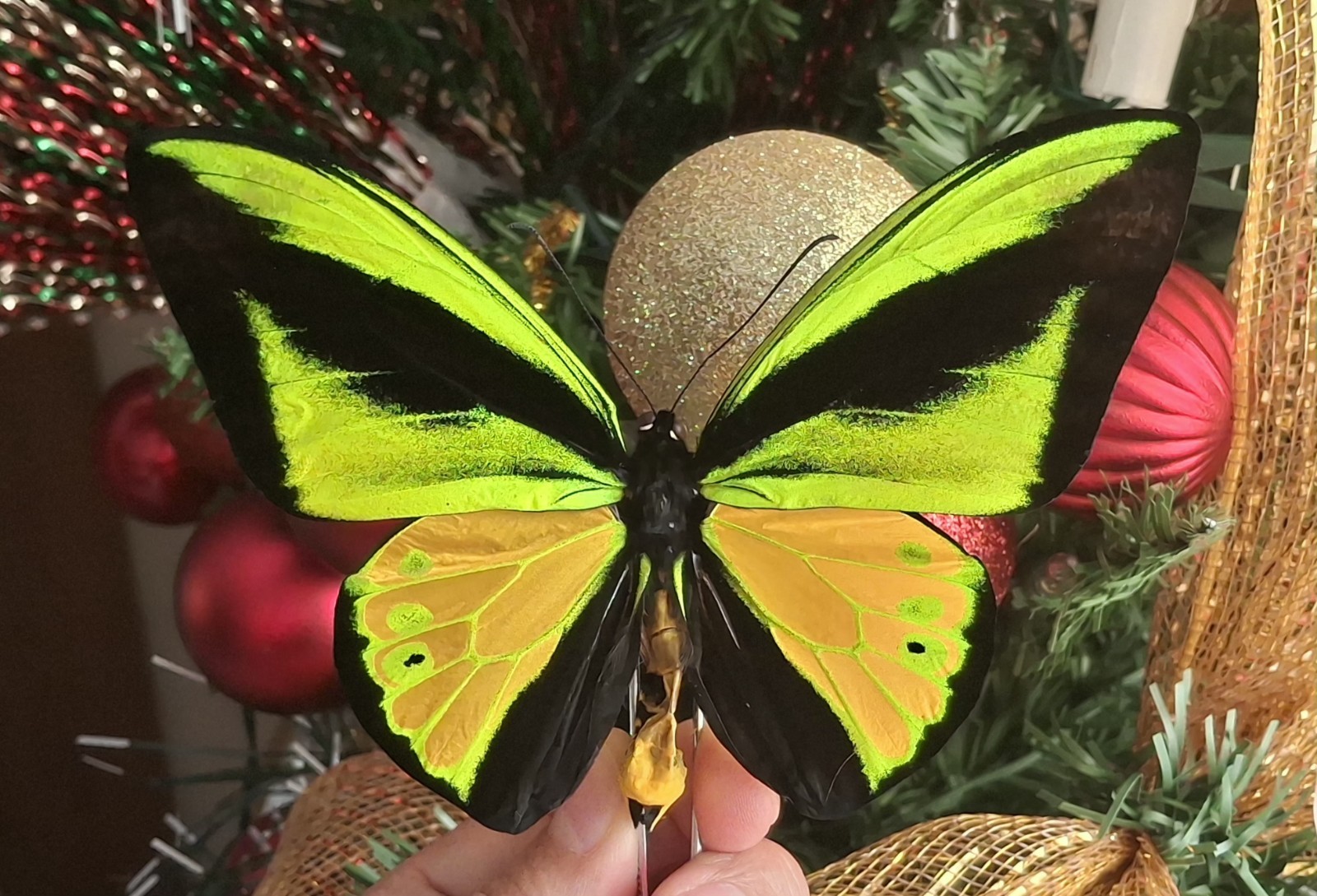 ORNITHOPTERA GOLIATH SANSOM GREEN & YELLOW NEW ARRIVAL. ORNITHOPTERA GOLIATH SANSOM GREEN & YELLOW NEW ARRIVAL.