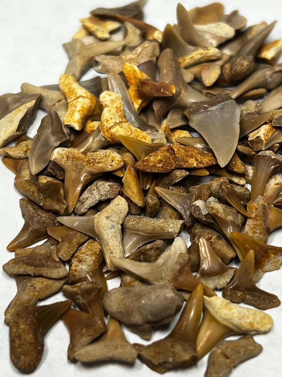 Lot Of 100+ Small Fossil Shark Teeth Wholesale Western Sahara Lot Of 100+ Small Fossil Shark Teeth Wholesale Western Sahara