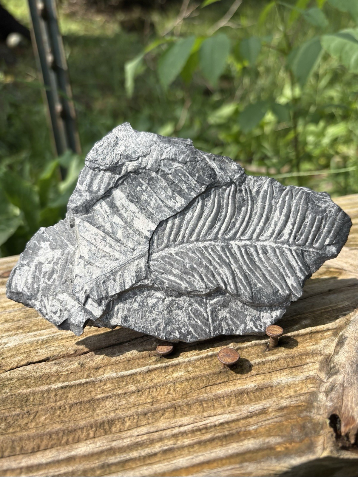 Large Fern Fossil Specimen- Natural 5.2” Fern Leaves Fossil Shale Impressions Large Fern Fossil Specimen- Natural 5.2” Fern Leaves Fossil Shale Impressions