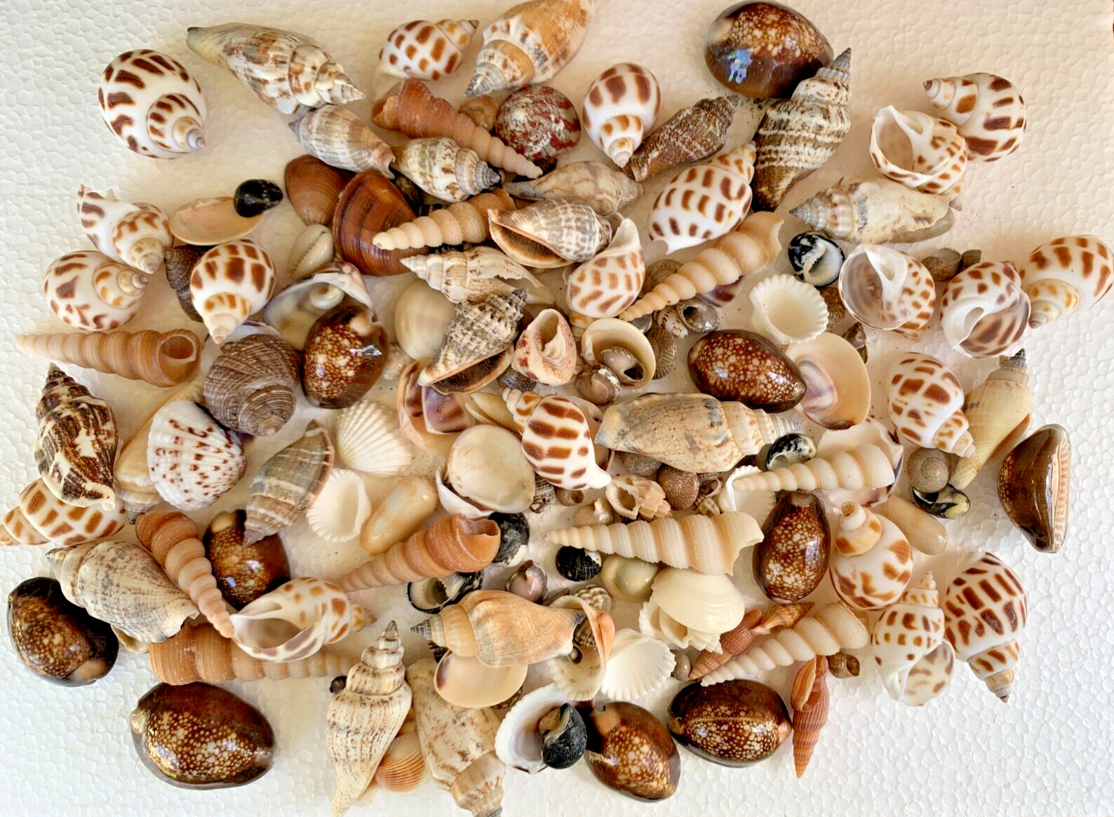Assorted Mixed Seashells Sea Shells Best Price US Seller Assorted Mixed Seashells Sea Shells Best Price US Seller