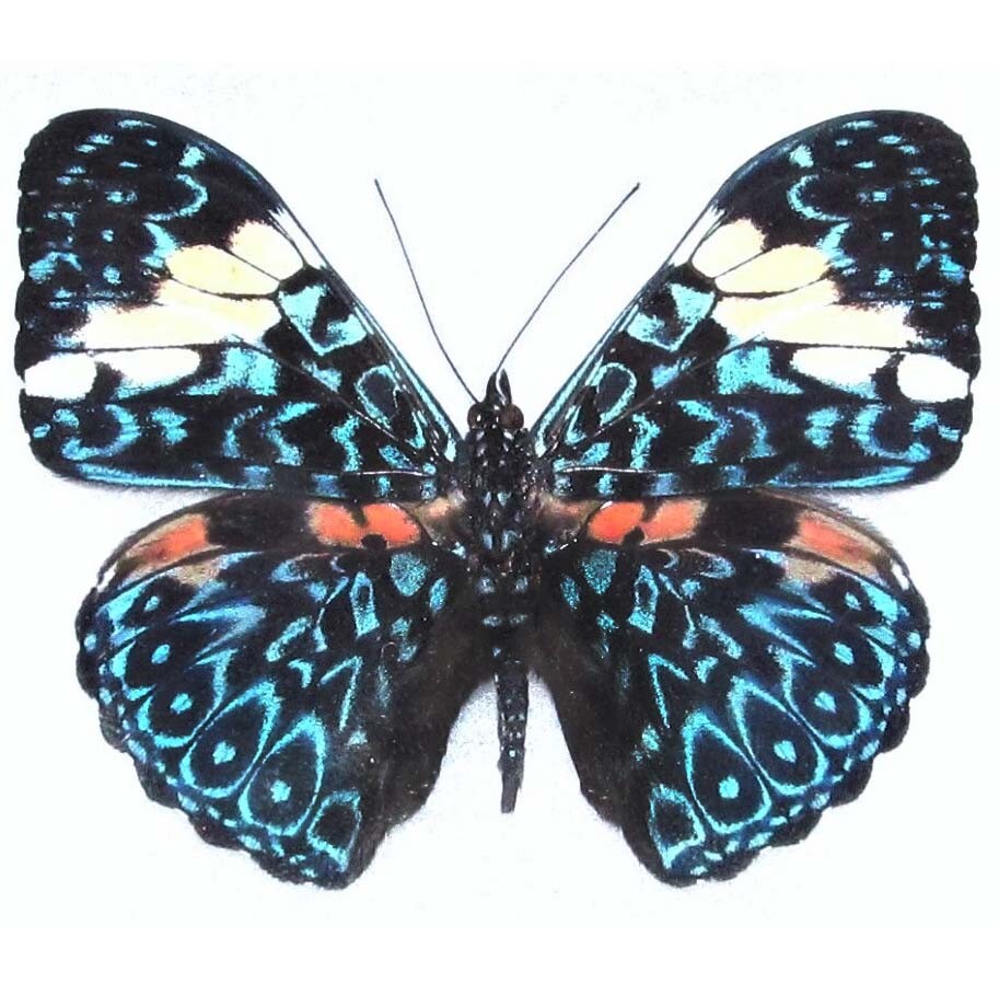 Hamadryas amphinome ONE REAL BUTTERFLY BLUE WHITE PERU UNMOUNTED WINGS CLOSED Hamadryas amphinome ONE REAL BUTTERFLY BLUE WHITE PERU UNMOUNTED WINGS CLOSED
