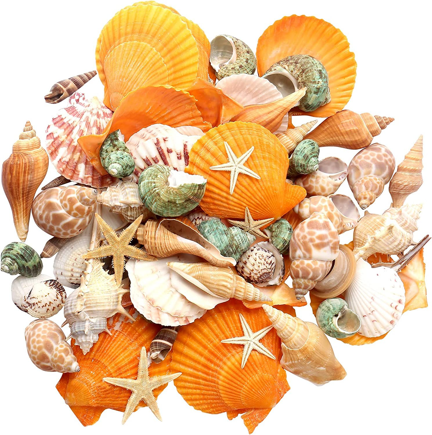 Sea Shells - Beach Mixed Seashells - Various Size up to 2