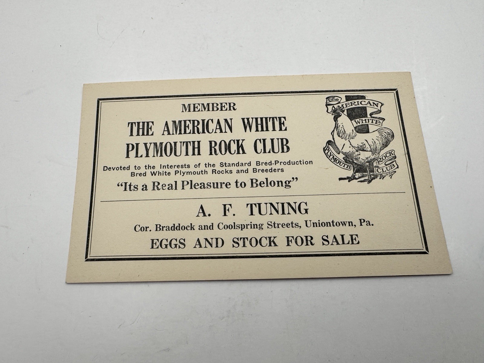 Vintage American White Plymouth Rock Club Ad Vintage American White Plymouth Rock Club Ad