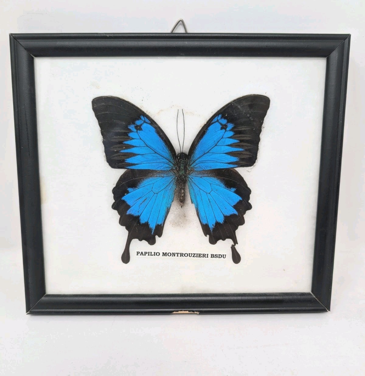 PAPILIO ULYSSES SWALLOWTAIL BUTTERFLY RIKER FRAMED BRIGHT BLUE BLACK PAPILIO ULYSSES SWALLOWTAIL BUTTERFLY RIKER FRAMED BRIGHT BLUE BLACK