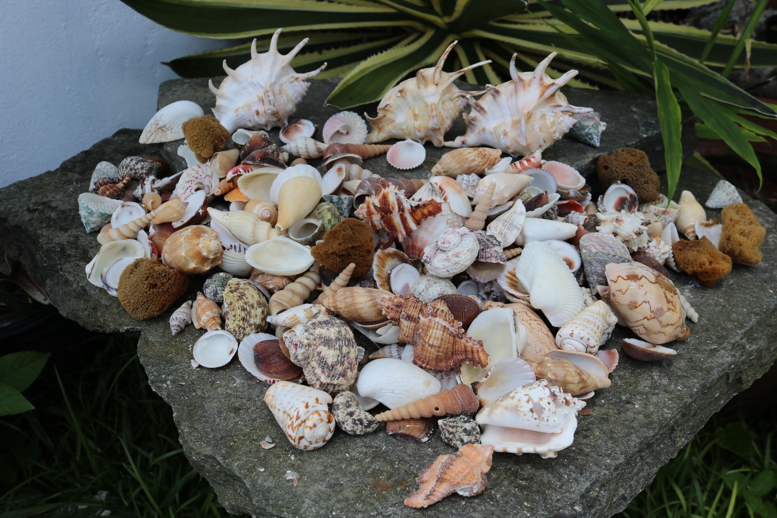 Huge Lot of Seashells 5+ LBS Sea Shells Best Price Huge Lot of Seashells 5+ LBS Sea Shells Best Price