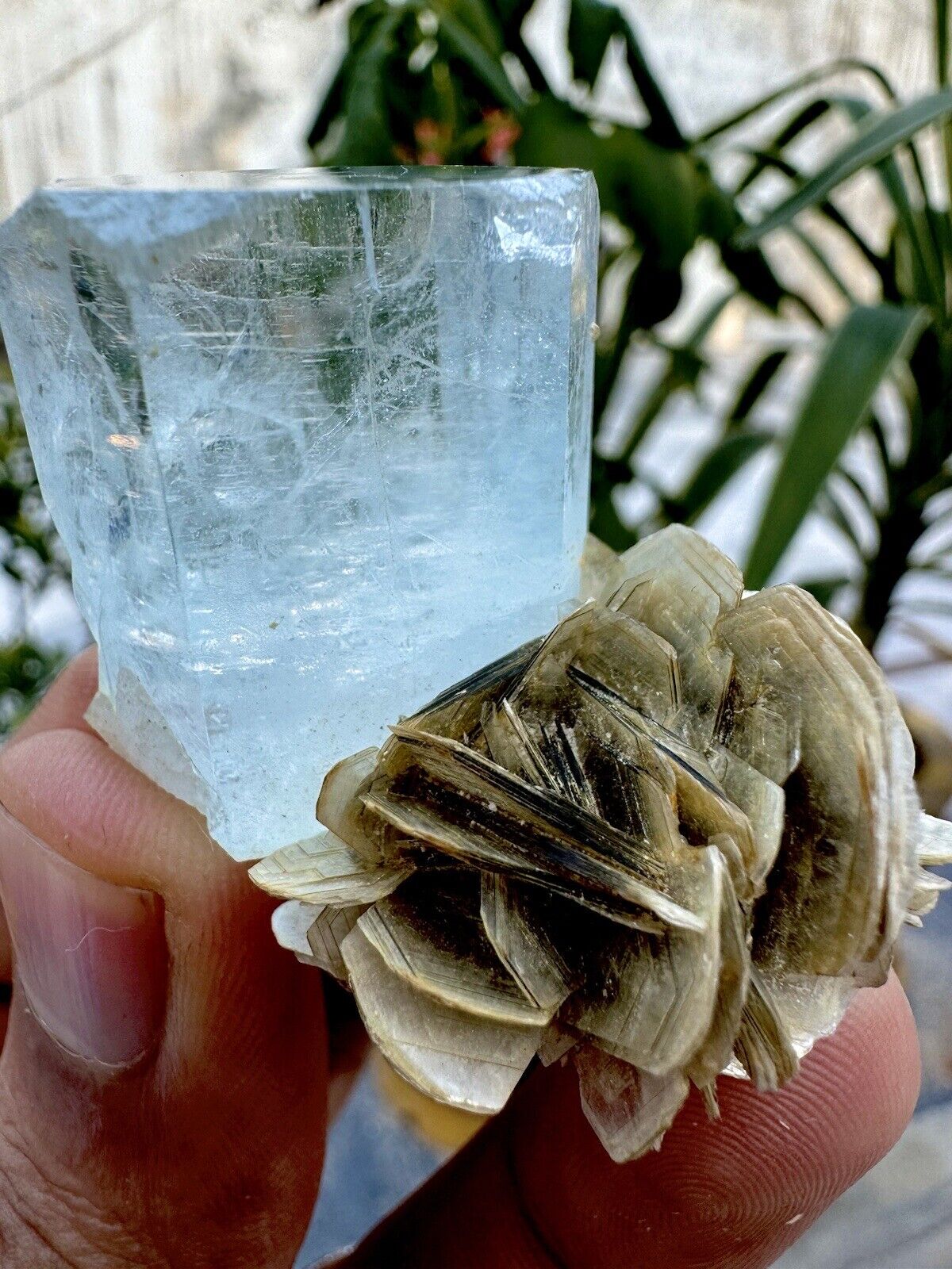 195 CT Transparent Blue Aquamarine Crystal, Muscovite Combine@ Mineral Specimens