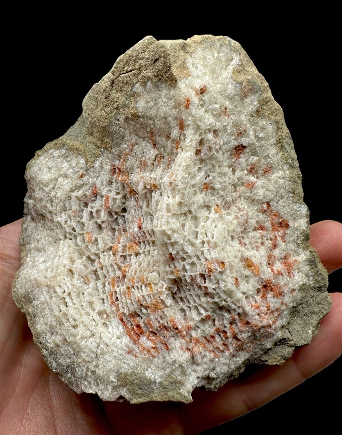 Foerstephyllum Vacuum Tabulate Coral : Drake Formation. Spencer Co, Kentucky