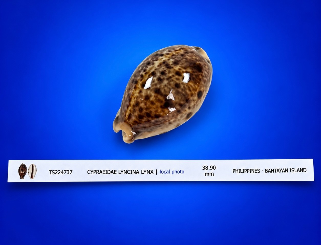 Cypraea lyncina lynx Cowrie Shell 38.9mm eyed cowrie w/data label Cypraea lyncina lynx Cowrie Shell 38.9mm eyed cowrie w/data label