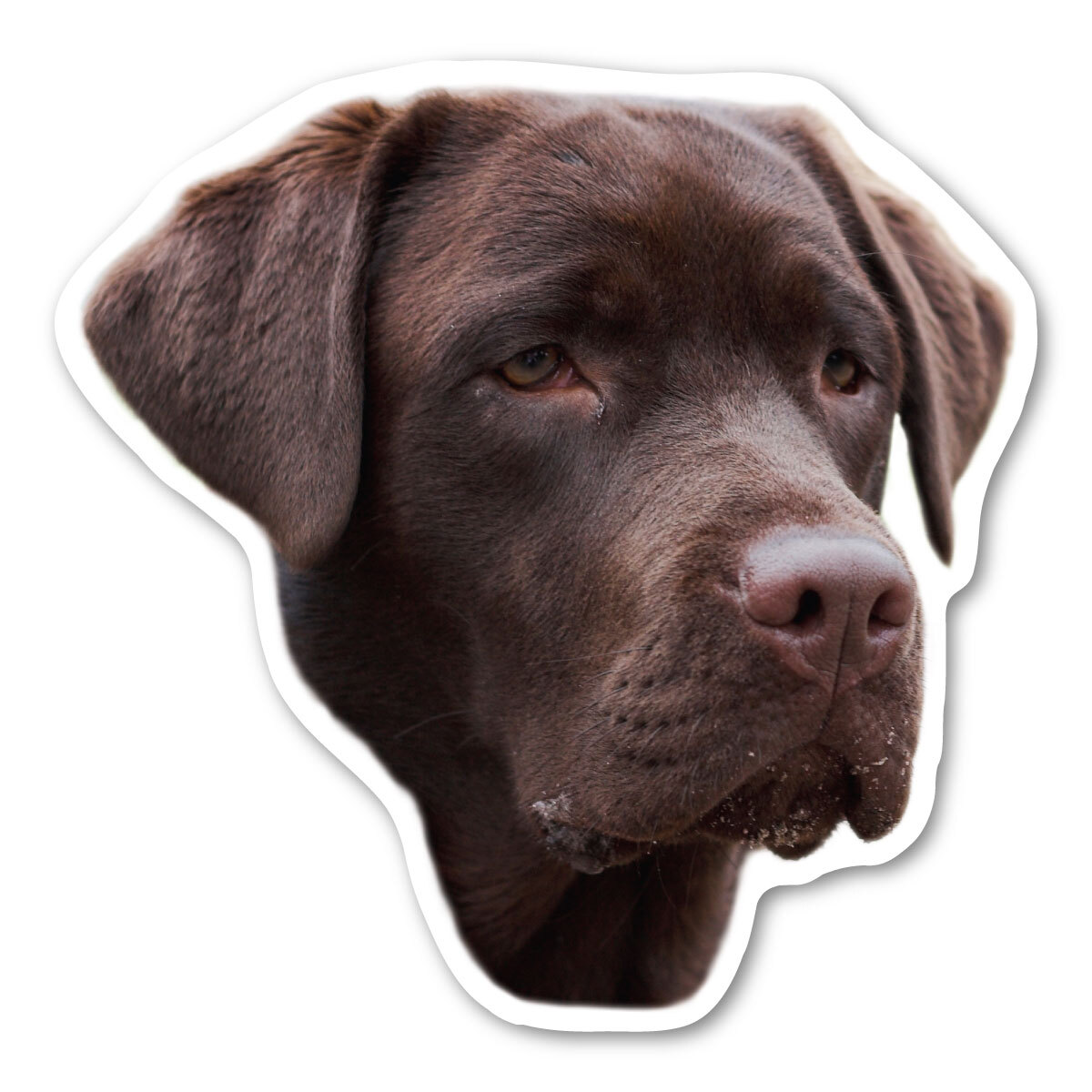 (Chocolate) Labrador Retriever Magnet (Chocolate) Labrador Retriever Magnet