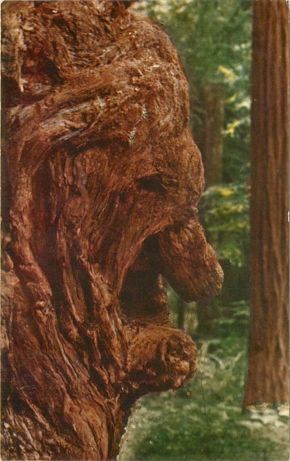Old Man Burl Redwood Forest California CA 1962 Postcard