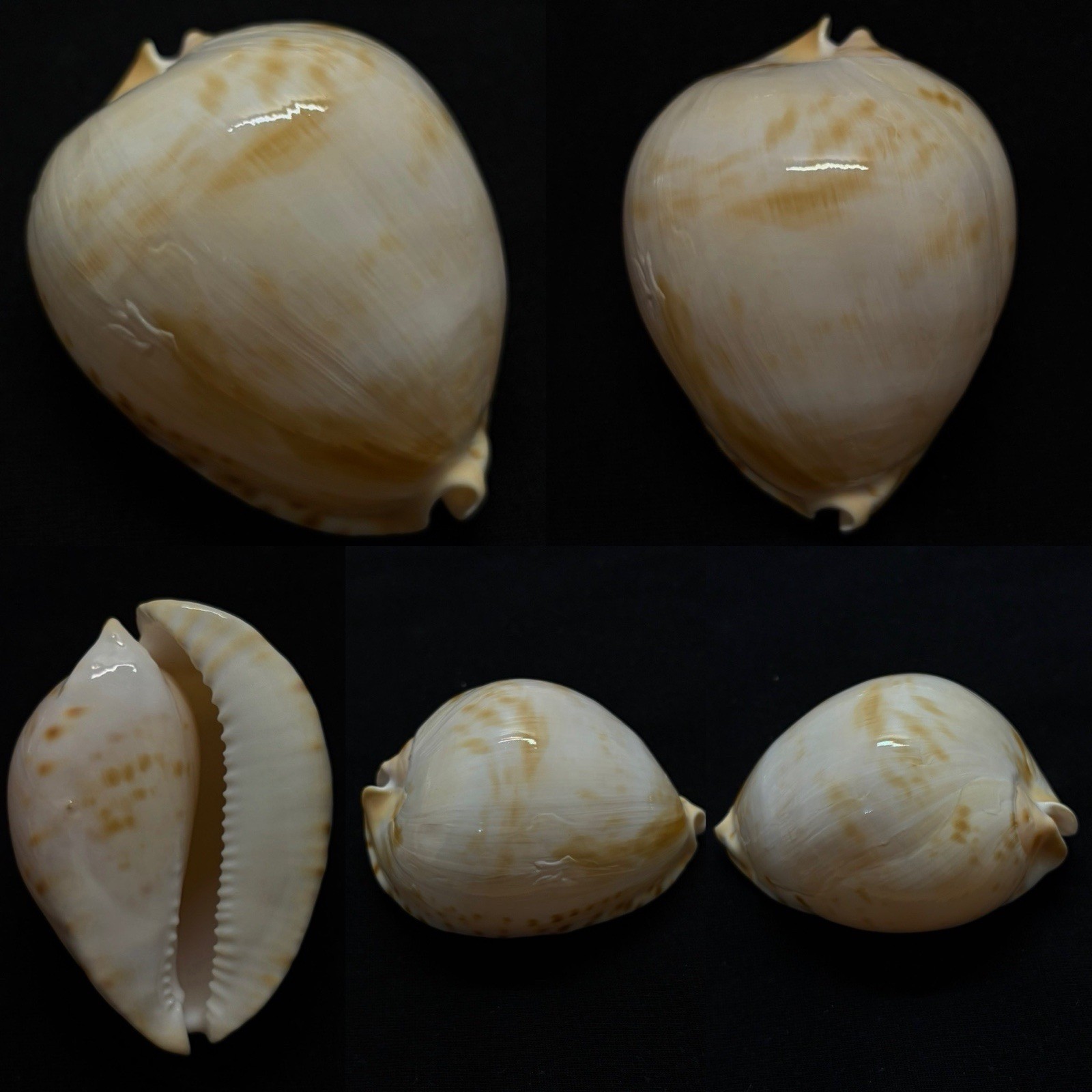 Cypraea Zoila thersites f. contraria Sea Shell, 74mm Cypraea Zoila thersites f. contraria Sea Shell, 74mm