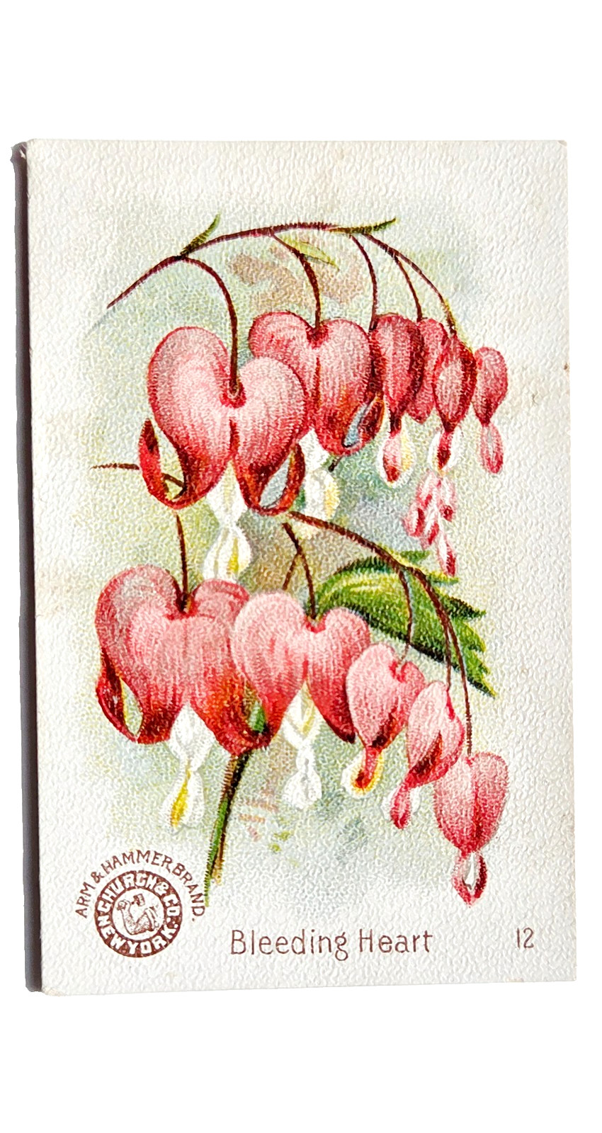 1898 J16 #12 Bleeding Heart, New Series Beautiful Flowers, Arm and Hammer 1898 J16 #12 Bleeding Heart, New Series Beautiful Flowers, Arm and Hammer