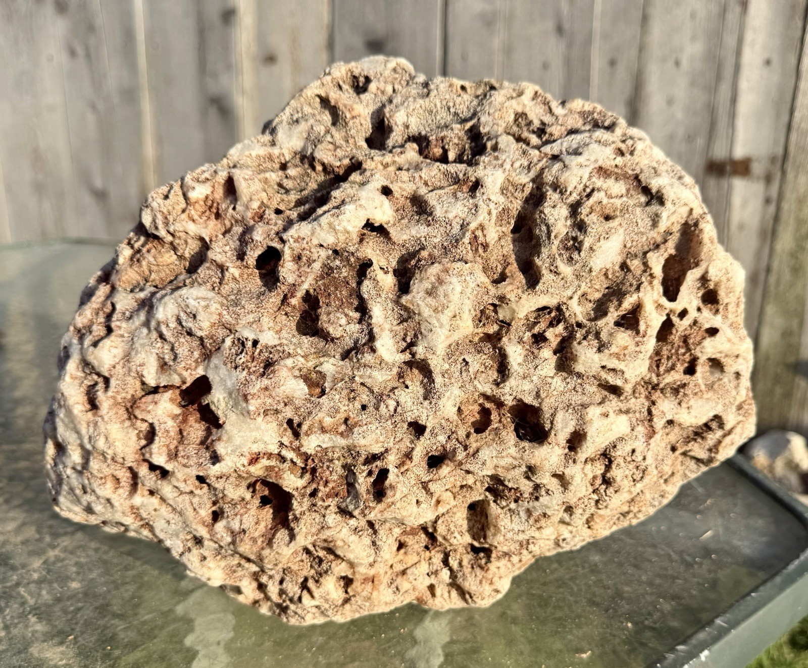 FABULOUS* 23 Lb Huge Fossil Coral - Unique Specimen~ Pretty Chalcedony Replaced FABULOUS* 23 Lb Huge Fossil Coral - Unique Specimen~ Pretty Chalcedony Replaced