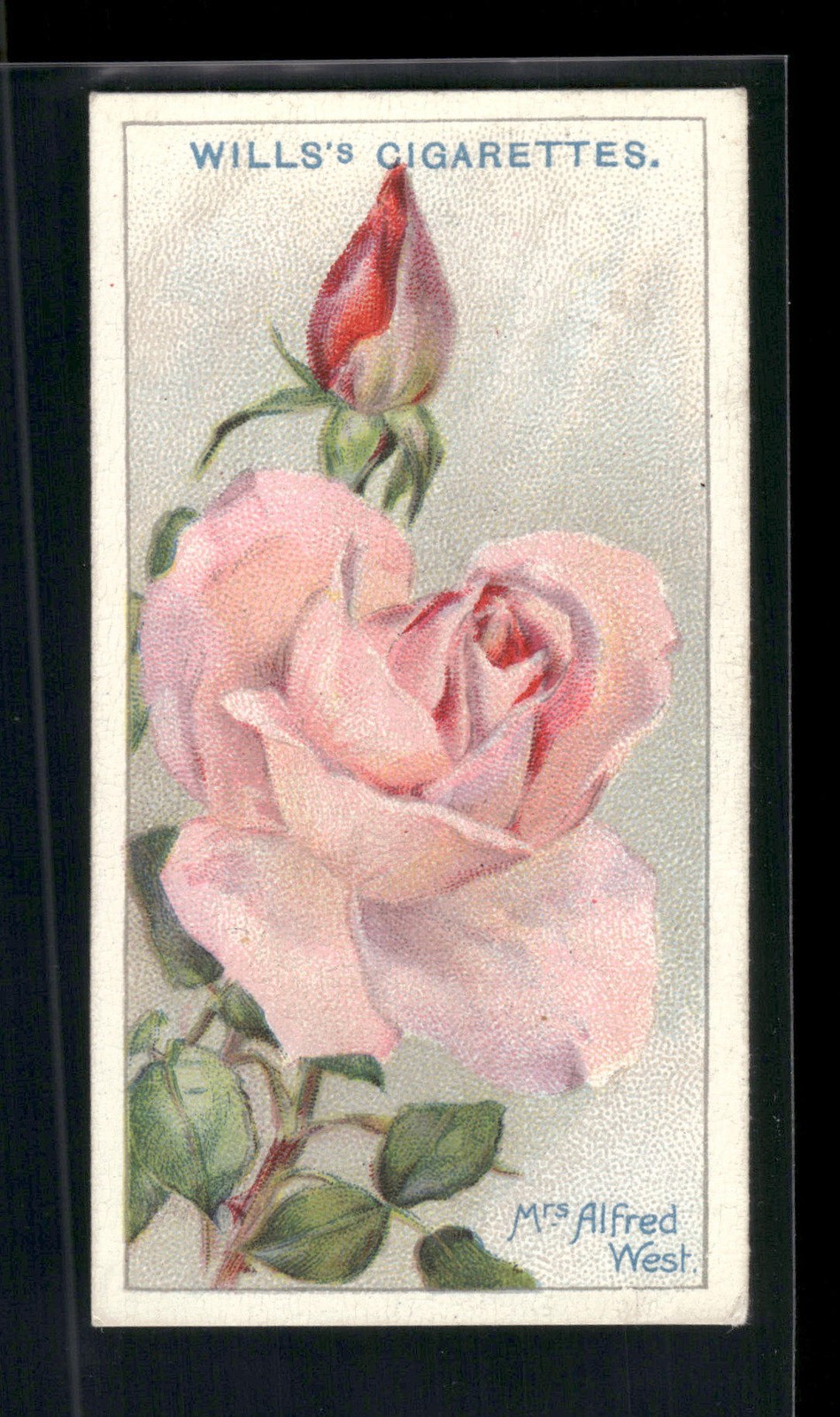 1926 Wills's Roses #35 Mrs. Alfred West