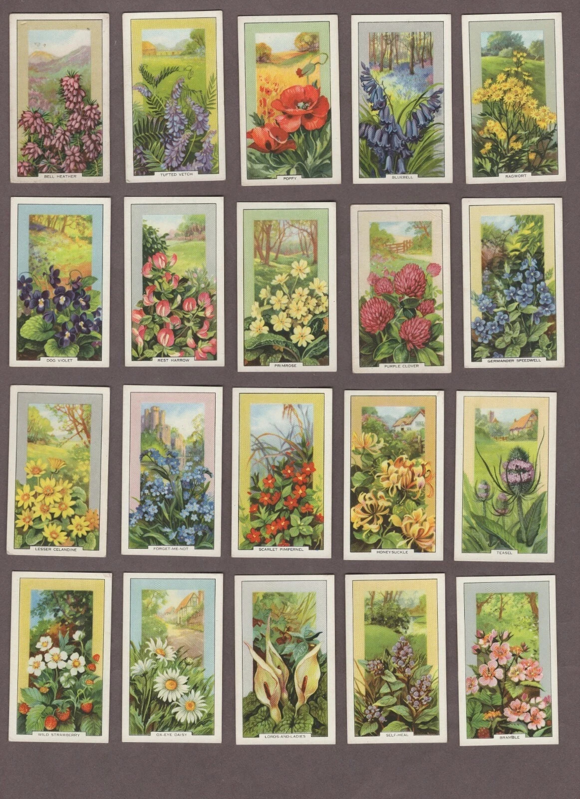 1939 GALLAHER LTD. WILD FLOWERS 48 TOBACCO CARD SET