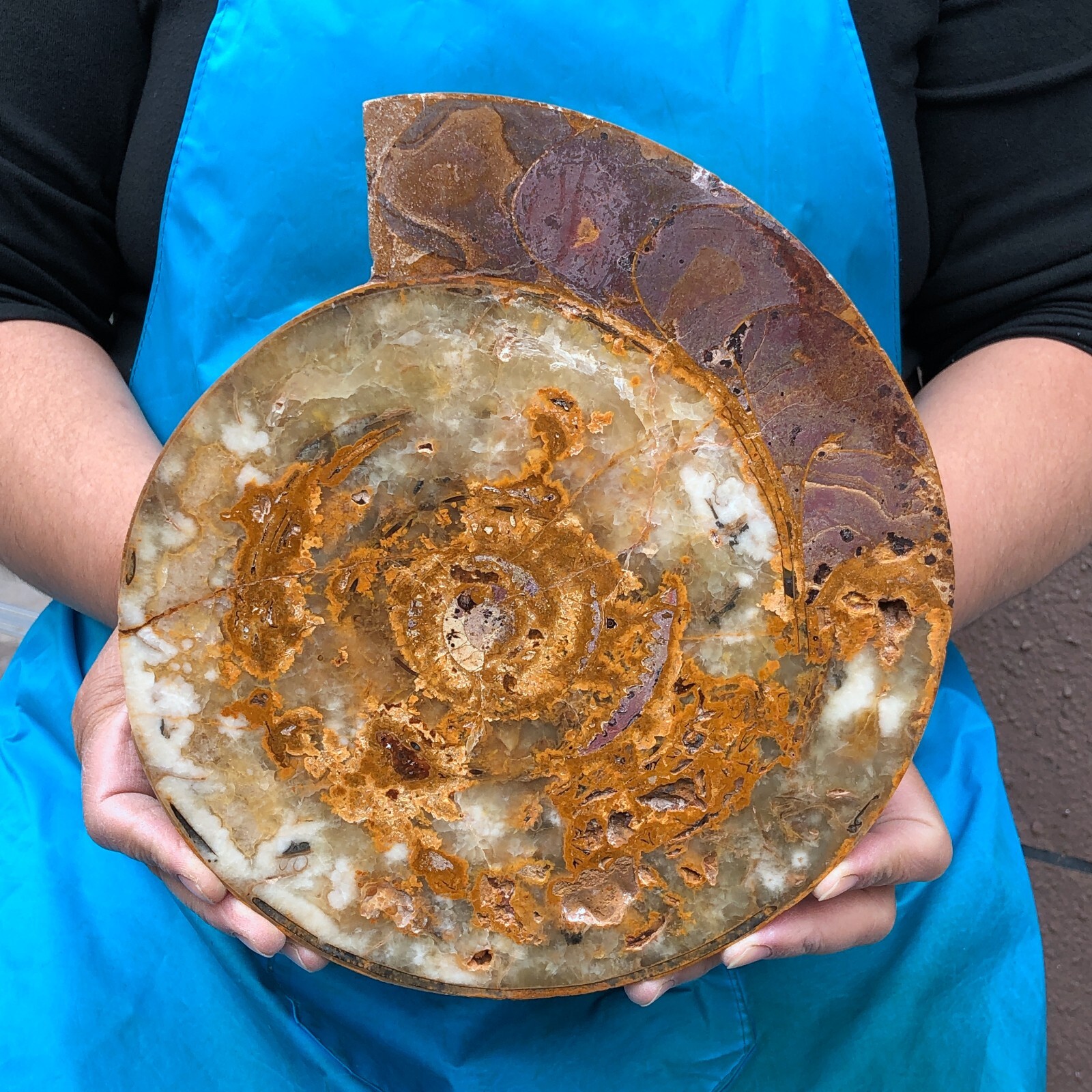 5LB TOP Natural Beautiful Windmill Slicing Conch Crystal specimen heals 2288 5LB TOP Natural Beautiful Windmill Slicing Conch Crystal specimen heals 2288