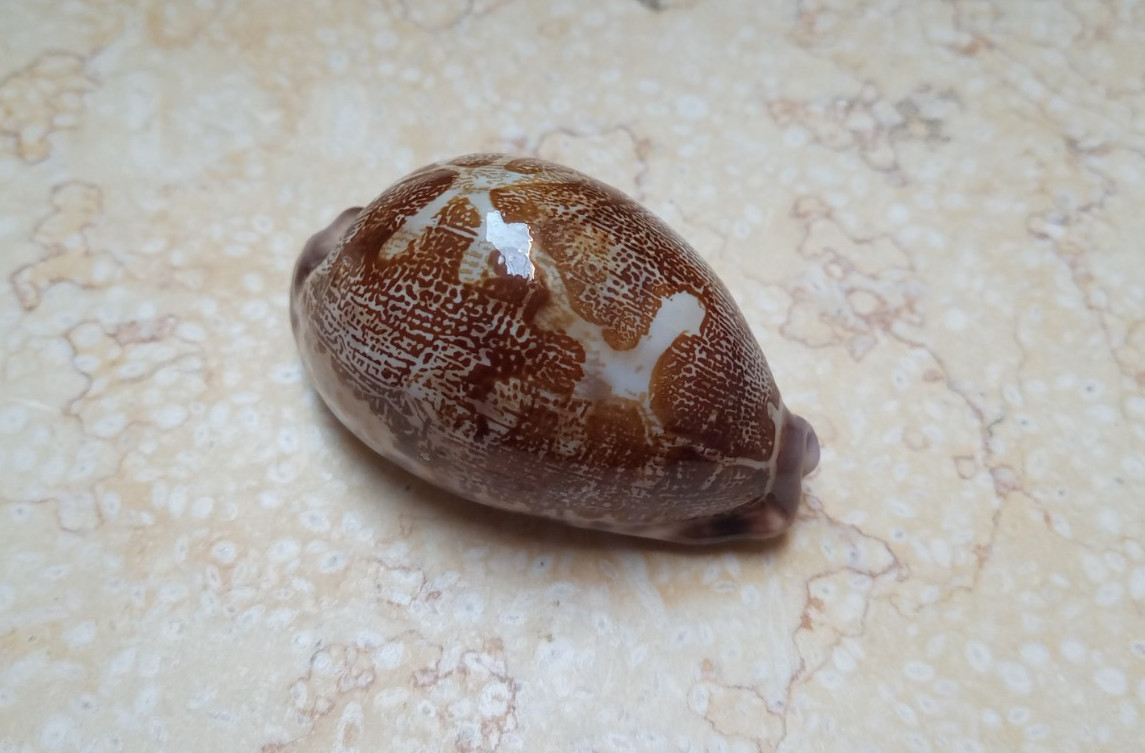 F Cypraea rosea mappa singularis GEM great pattern natural glossy 70.2 mm F++++ F Cypraea rosea mappa singularis GEM great pattern natural glossy 70.2 mm F++++