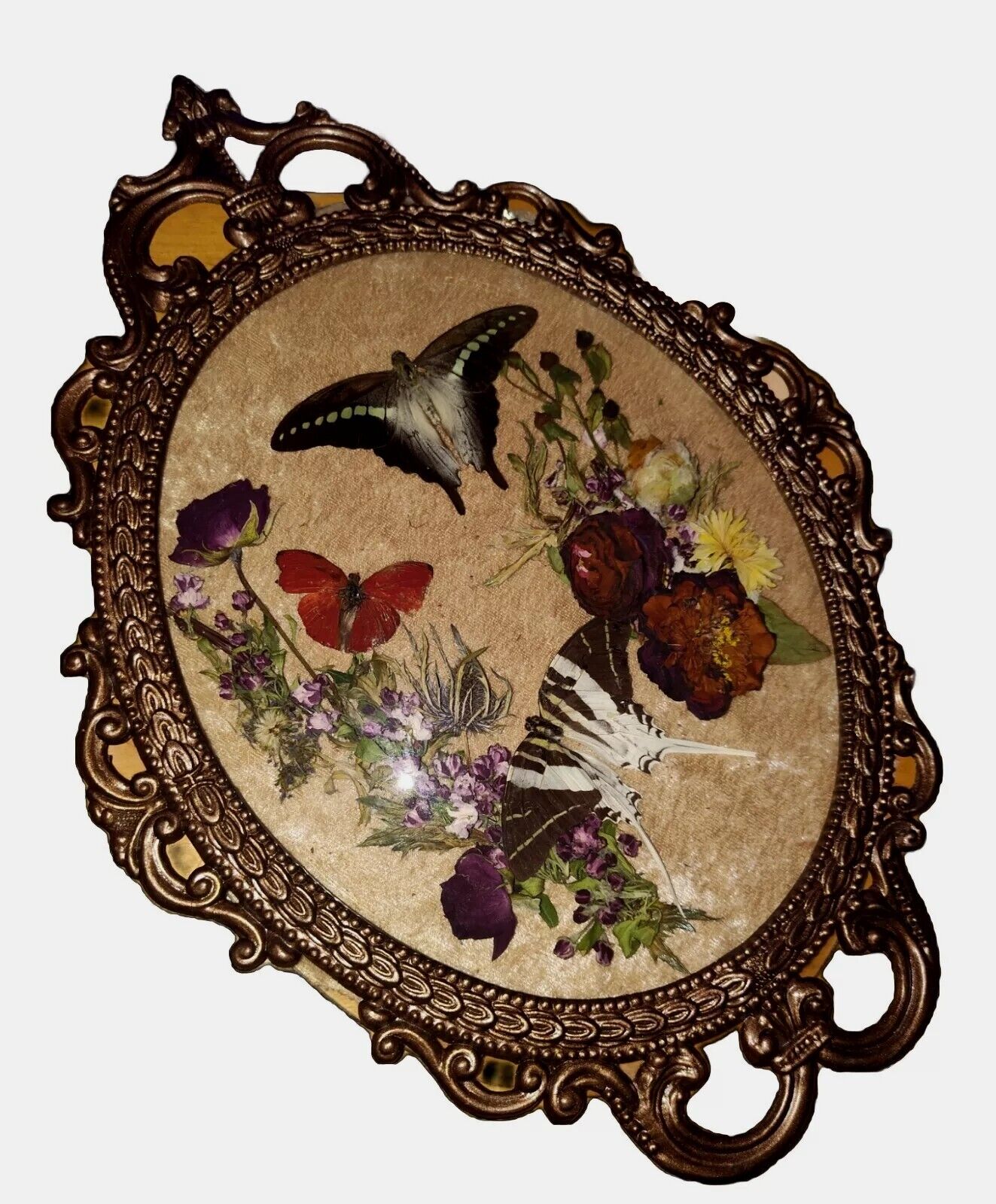 Real Taxidermy W/ Butterflies Ornate Convex Glass Frame Cottagecore Blue Morpro