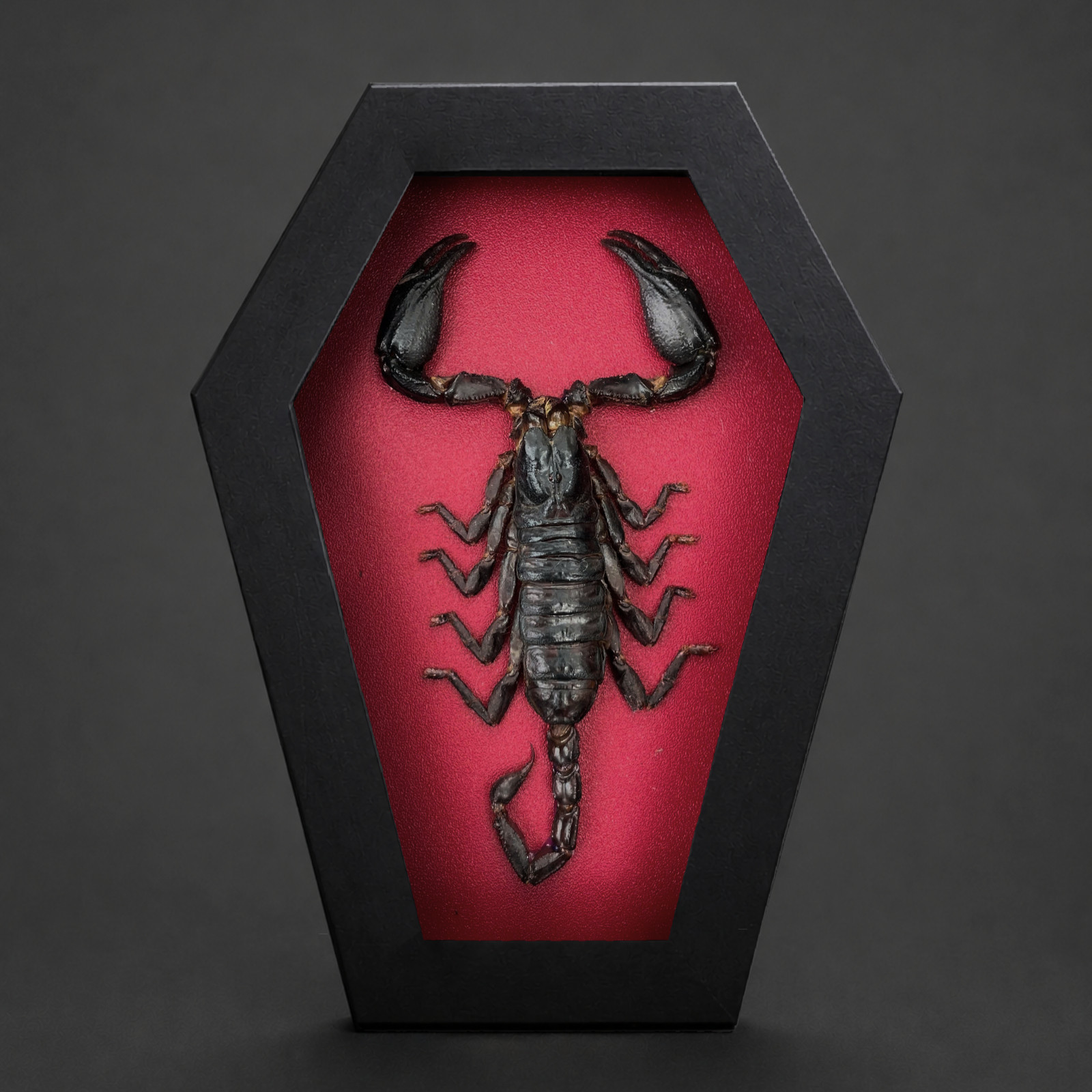 Scorpion Taxidermy Coffin Frame Real Insect Specimen Gothic Home Decor Scorpion Taxidermy Coffin Frame Real Insect Specimen Gothic Home Decor