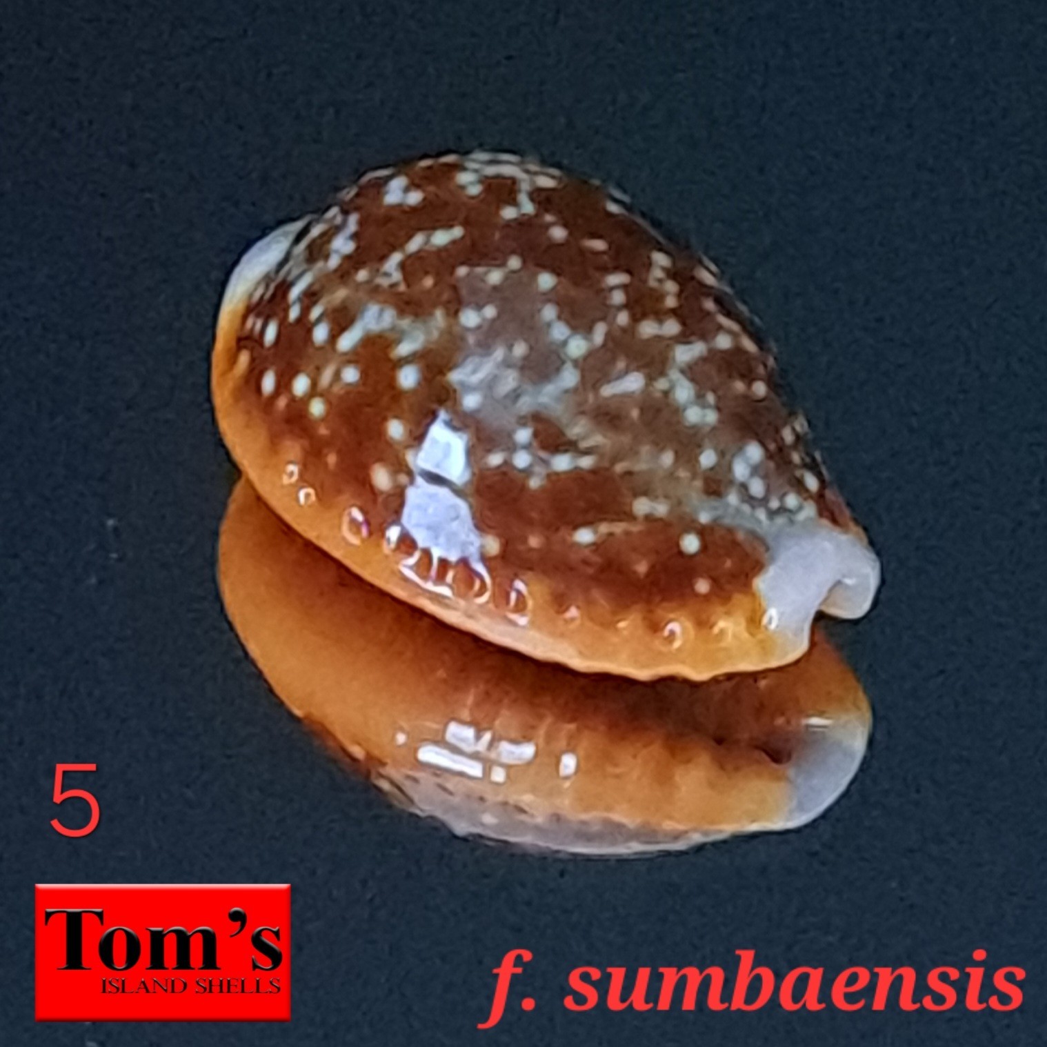 Cypraea helvola f. sumbaensis #5  20.8mm GORGEOUS GEM BEAUTY from Indonesia