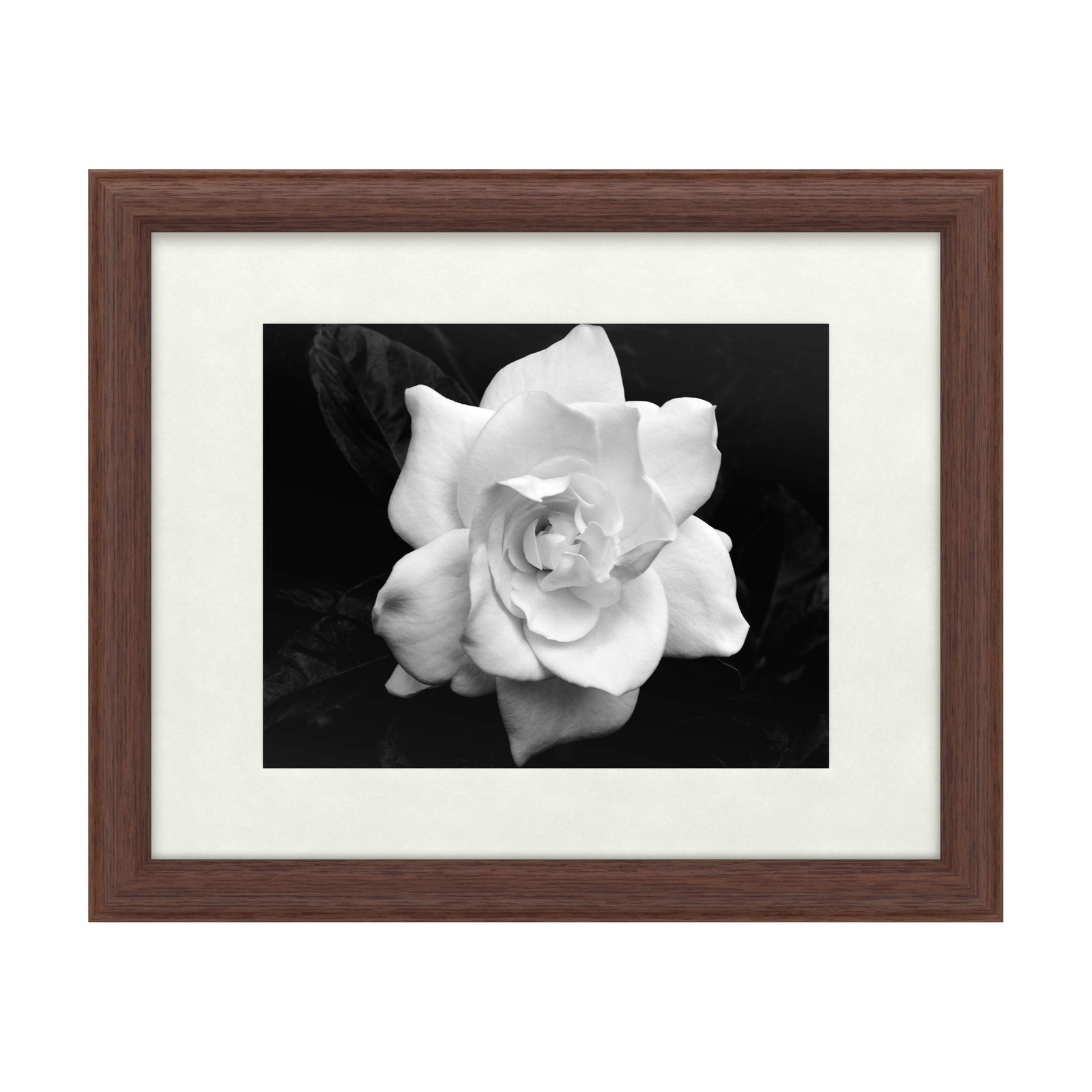 Trademark Fine Art Gardenia by Kurt Shaffer Tan Frame 16x20 Trademark Fine Art Gardenia by Kurt Shaffer Tan Frame 16x20