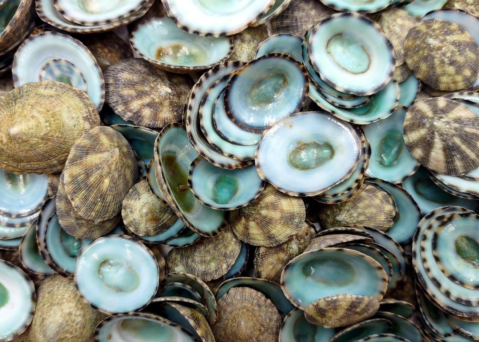 Green Limpet Seashells Sutorria (1 cup approx. +/-200 shells 0.5+ inches) Green Limpet Seashells Sutorria (1 cup approx. +/-200 shells 0.5+ inches)