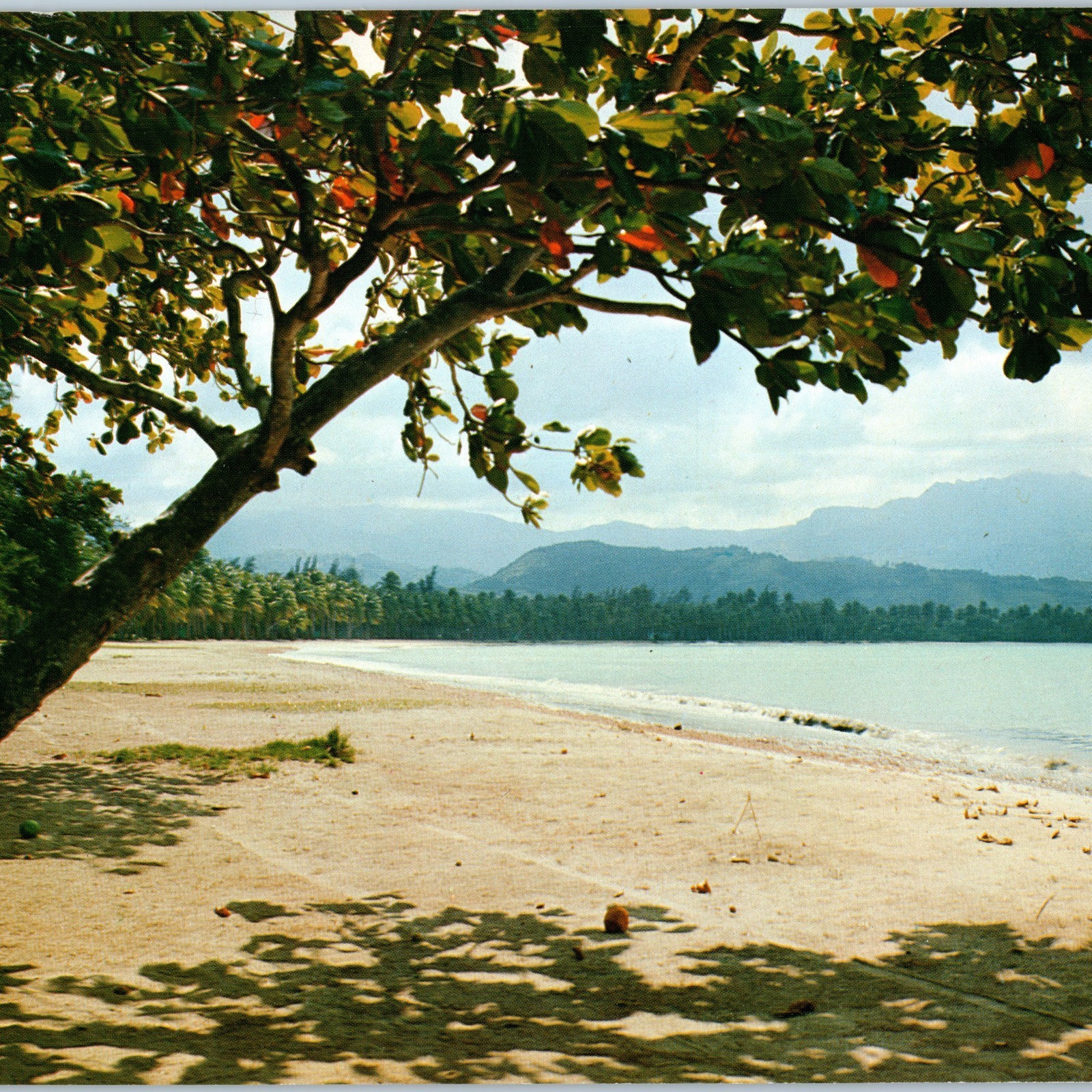 c1960s Luquillo Beach, Puerto Rico El Yunque Vtg Chrome Photo Oversized PC PR 3S